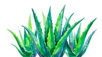 Aloe vera plant with pointed green leaves isolated on white background, suitable for botanical designs, wellness packaging, and natural product branding.