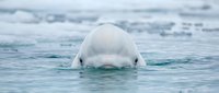 White beluga whale swimming in arctic ocean waters with ice floes in background, marine mammal wildlife in natural polar habitat for conservation content.