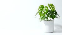 Monstera deliciosa houseplant with split leaves in white ceramic pot on clean background for home decor and interior design projects.