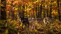 Wolf pack standing in autumn forest with golden foliage and warm sunlight filtering through trees creating magical woodland atmosphere.