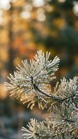 Frost-covered pine needles with sparkling ice crystals on evergreen branch during winter morning with warm bokeh background for seasonal designs.