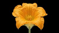 Bright orange squash blossom isolated on transparent background, ready for stickers, t-shirt design, print on demand, sublimation, and clipart use.