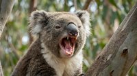 Wild koala bear with open mouth showing teeth sitting on eucalyptus tree branch in natural habitat displaying aggressive or yawning behavior.