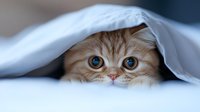 Adorable cream colored cat with big blue eyes peeking out from under white bedding, showing playful hiding behavior and curious expression. Perfect for pet care content.