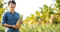 Young male farmer of Southeast Asian descent holding fresh pineapple in tropical plantation field, wearing denim shirt, smiling at camera during harvest season.