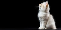 White Persian kitten sitting elegantly against black background, looking up with curiosity. Side view profile showcases long fur and graceful posture. Dramatic studio lighting.