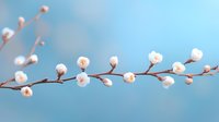 Delicate white cherry blossoms on branch against soft blue spring sky background, creating serene natural composition for wellness and spa designs.