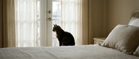 Domestic cat sitting on bed by window in cozy bedroom interior with natural light streaming through curtains creating peaceful morning atmosphere.