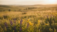 Golden hour wildflower meadow with purple lupines and yellow blooms stretching across rolling hills under warm sunset light creating peaceful countryside atmosphere.