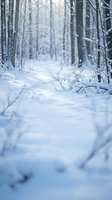 Snow-covered forest path with bare branches and winter trees creating peaceful woodland scene for seasonal nature backgrounds and outdoor recreation concepts.