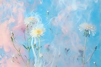 Delicate white dandelions on soft pastel pink and blue background create dreamy spring atmosphere. Artistic floral composition with ethereal mood for wall decor.