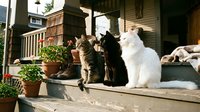 Tabby and white cats sitting together on wooden porch with potted plants, relaxing outdoors near house entrance on sunny day.