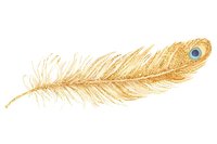 Golden peacock feather with distinctive eye spot isolated on white background, perfect for decorative design elements.