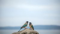 Two colorful birds perched on rock by calm water under overcast sky creating peaceful nature scene for wildlife photography and outdoor content.