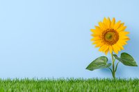 Single bright sunflower growing in green grass against light blue background, minimalist nature composition for greeting cards and summer designs.