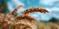 Golden ripe wheat ears against blurred blue sky background, macro shot with shallow depth of field showing detailed grain texture and awns.