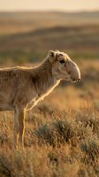 Saiga antelope standing in golden steppe grassland during warm sunset light with blurred natural landscape background for wildlife conservation content.
