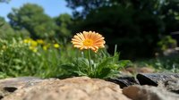 Orange gerbera daisy growing between rocks in garden setting with natural bokeh background, bright petals catching sunlight, selective focus on single bloom.
