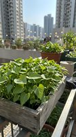 Urban rooftop garden with lush green plants in wooden planters overlooking modern apartment buildings and cityscape during daytime.