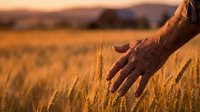 Farmer hand gently touching golden wheat ears in field during warm sunset light. Agricultural harvest concept for organic farming and rural lifestyle.