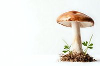 Fresh brown mushroom with white stem growing from soil with green grass sprouts on white background, isolated food photography for culinary and nature concepts.