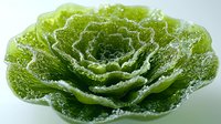 Fresh green lettuce leaf with water droplets in macro photography showing detailed texture and natural pattern of vegetable on light background.