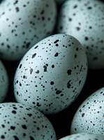 Speckled bird eggs with natural dark spots clustered together in soft lighting showcasing organic textures and patterns for nature and wildlife themes.