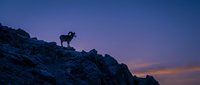 Mountain goat silhouette standing on rocky cliff edge during twilight hour with purple and orange sunset sky creating dramatic wilderness landscape scene.