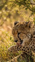 Cheetah resting in savanna grassland with tongue out, surrounded by golden foliage and warm sunlight filtering through acacia branches in natural habitat.