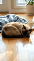 Siamese cat with dark points resting on wooden floor near blue knit blanket, water bowl, and potted plant in bright home interior, cozy domestic scene.