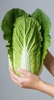 Fresh napa cabbage held in hands against neutral background, showcasing vibrant green leaves and white core. Suitable for food, nutrition, cooking, and healthy eating content.