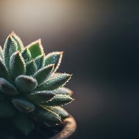 Close-up macro shot of green succulent plant with textured leaves and golden rim lighting against soft blurred background for botanical decor and wellness themes.