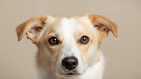 Mixed breed dog with brown and white fur looking directly at camera against neutral beige background. Close-up portrait of adorable canine companion.
