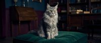 Fluffy Maine Coon cat sitting on green velvet cushion in cozy vintage library interior with wooden furniture and warm atmospheric lighting.