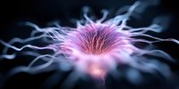 Glowing pink neuron cell with branching dendrites and axons on dark background, microscopic view of nervous system activity showing synaptic connections.