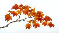 Autumn maple tree branch with vibrant orange and red fall foliage isolated on white background for seasonal design projects.