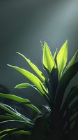 Vibrant green lily buds with pointed petals illuminated by natural light against a dark, moody background, perfect for botanical and nature designs.