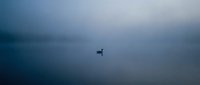 Lone duck silhouette floating on calm misty lake water during foggy morning creating peaceful minimalist nature scene with soft blue gray tones.