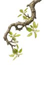 Twisted tree branch with fresh green leaves isolated on white background for nature design projects and botanical illustrations.