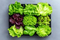 Fresh mixed lettuce varieties in black plastic container on gray background, including green and purple leaves, ready for healthy salad preparation.