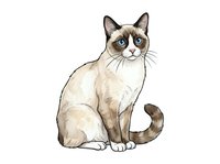 Siamese cat with cream and brown coloring sitting upright, isolated on white background, suitable for pet-related designs, greeting cards, and educational materials.