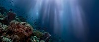 Underwater coral reef scene with sunlight rays penetrating deep blue ocean water, marine ecosystem with colorful corals and tropical fish swimming.