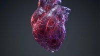 Detailed anatomical human heart with glowing red and purple hues, showcasing veins and arteries on a dark background.