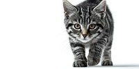 Adorable tabby kitten with striking eyes walking forward on white background, isolated for pet care designs, veterinary materials, and animal lover projects.
