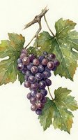 Watercolor grape cluster with vine leaves on white background, botanical illustration for wine labels, kitchen decor and culinary designs.