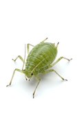 Green katydid insect isolated on white background, suitable for educational materials, nature guides, entomology resources, and wildlife design projects.