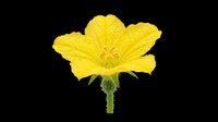 Bright yellow flower with delicate petals and green stem isolated on transparent background. Ready for t-shirt designs, clipart, stickers, print-on-demand products, and sublimation projects.