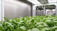 Rows of fresh green lettuce and leafy vegetables growing under artificial LED lights in a modern indoor vertical farming facility for sustainable agriculture and food production.