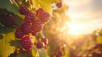 Fresh ripe raspberries growing on bush at sunset with golden sunlight streaming through leaves, creating magical garden atmosphere with natural bokeh effect.