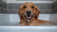 Happy wet Golden Retriever dog taking bath in white bathtub, smiling with tongue out, close up portrait against gray tile bathroom wall background.